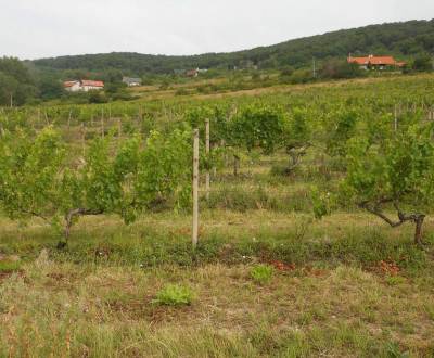 Landwirtsch. Grundstücke, Vinohrady, zu verkaufen, Bratislava - Nové M