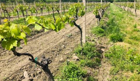 Einfamilienhaus, Pezinská, zu verkaufen, Bratislava - Nové Mesto, Slow