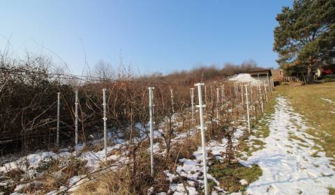 Kaufen Weinberg, Weinberg, Zlaté Moravce, Slowakei