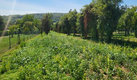 Großzügiges Baugrundstück in Edelstal