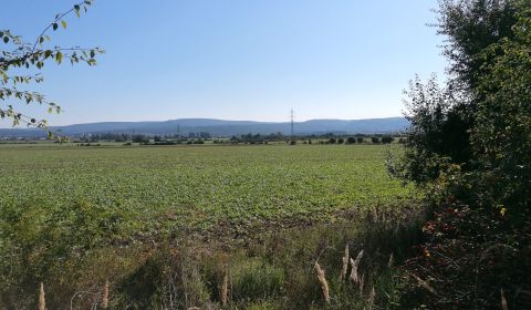 Kaufen landwirtsch. Grundstücke, landwirtsch. Grundstücke, Malacky, Sl