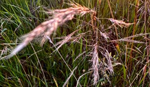 Kaufen landwirtsch. Grundstücke, landwirtsch. Grundstücke, Michalovce,