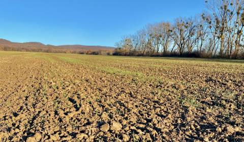 Kaufen landwirtsch. Grundstücke, landwirtsch. Grundstücke, Michalovce,