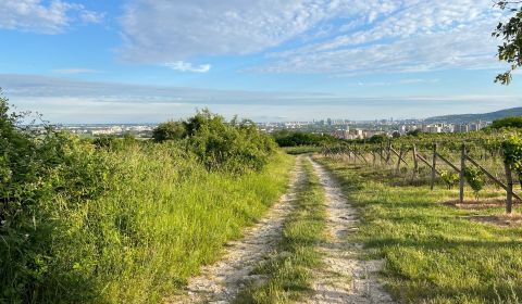 BA/RAČA - Investition oder Weinbau? Weinberg zu verkaufen