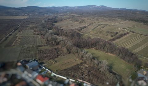 Kaufen Weinberg, Weinberg, Pezinok, Slowakei