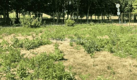 Kaufen Baugrund, Baugrund, Bernolákova, Nové Zámky, Slowakei