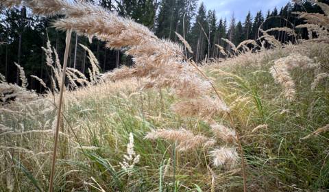 Kaufen landwirtsch. Grundstücke, landwirtsch. Grundstücke, Michalovce,