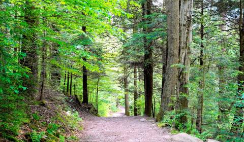 Kaufen landwirtsch. Grundstücke, landwirtsch. Grundstücke, Michalovce,
