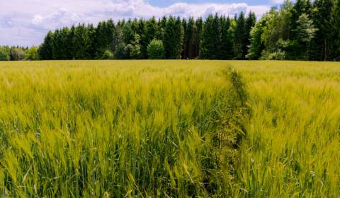Kaufen landwirtsch. Grundstücke, landwirtsch. Grundstücke, Humenné, Sl