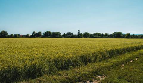 Kaufen landwirtsch. Grundstücke, landwirtsch. Grundstücke, Medzilaborc