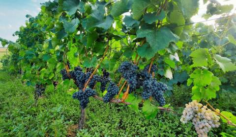 Kaufen Ferienhaus, Ferienhaus, Levice, Slowakei