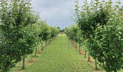 Kaufen Garten, Garten, Nové Zámky, Slowakei