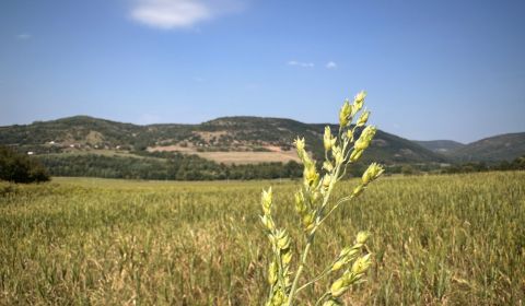 Kaufen landwirtsch. Grundstücke, landwirtsch. Grundstücke, Levice, Slo