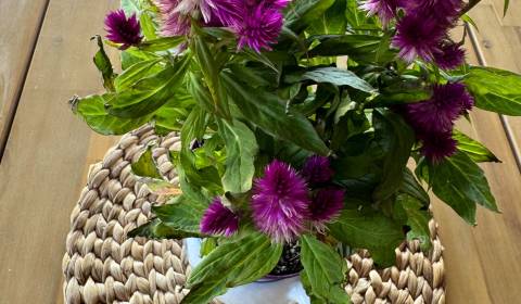 Kaufen Einfamilienhaus, Einfamilienhaus, Dolné Orešany, Trnava, Slowak