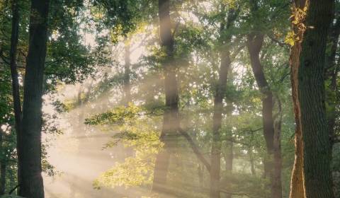 Kaufen landwirtsch. Grundstücke, landwirtsch. Grundstücke, Ružomberok,