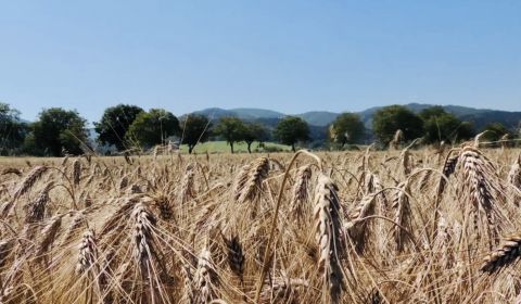 Kaufen landwirtsch. Grundstücke, landwirtsch. Grundstücke, Bardejov, S