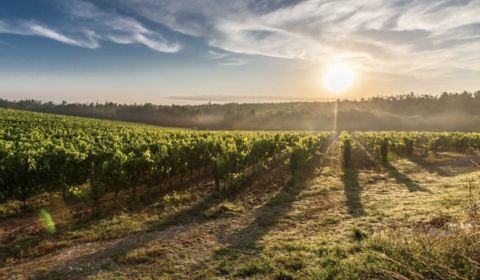 Kaufen landwirtsch. Grundstücke, landwirtsch. Grundstücke, Levice, Slo