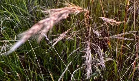 Kaufen landwirtsch. Grundstücke, Michalovce, Slowakei