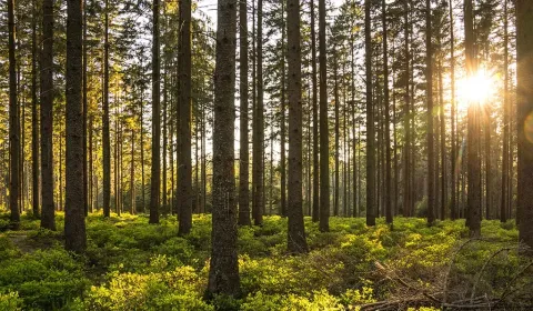 Kaufen landwirtsch. Grundstücke, Revúca, Slowakei