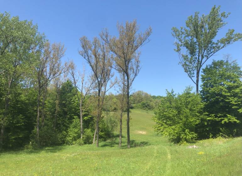 Schöne Landschaft mit Wiese und Erholungsgrundstücken, umgeben von grünen Bäumen unter blauem Himmel.