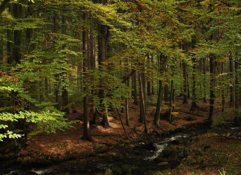 Landschaft am Bach, Landwirtschafts- und Forstflächen in Sučany, Herbst.