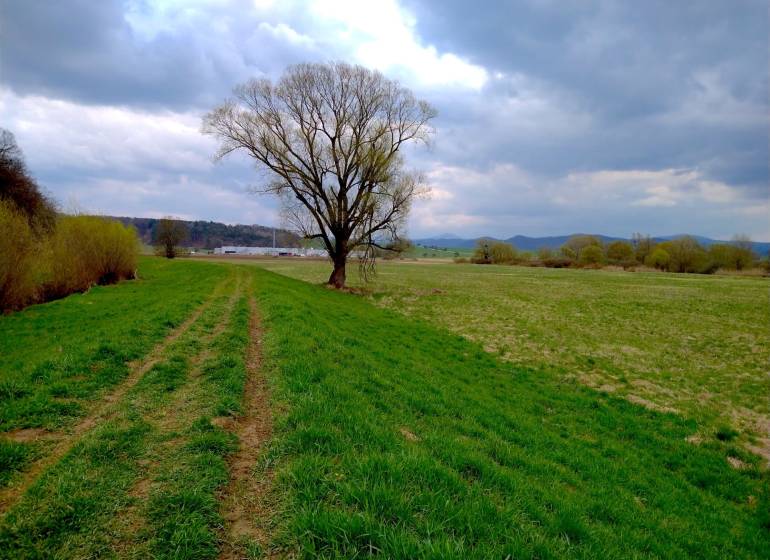 Landschaft in Topoľovka, landwirtschaftliche und forstwirtschaftliche Flächen mit einem Baum unter bewölktem Himmel.