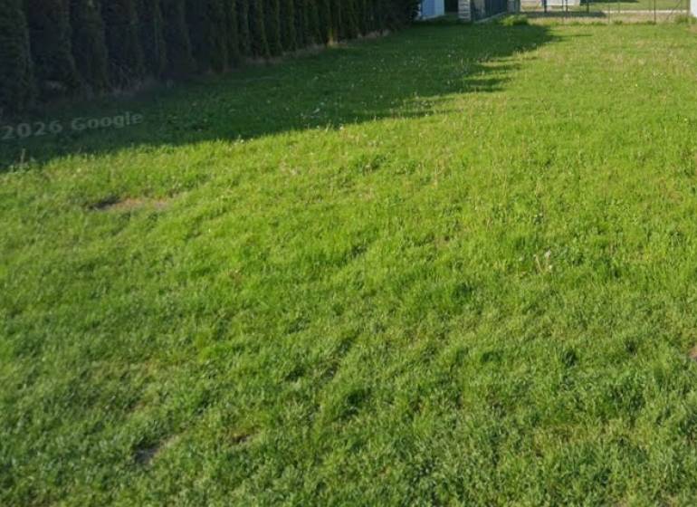 Grasgrundstück zum Wohnen in Kittsee mit Nadelbäumen am Rand.