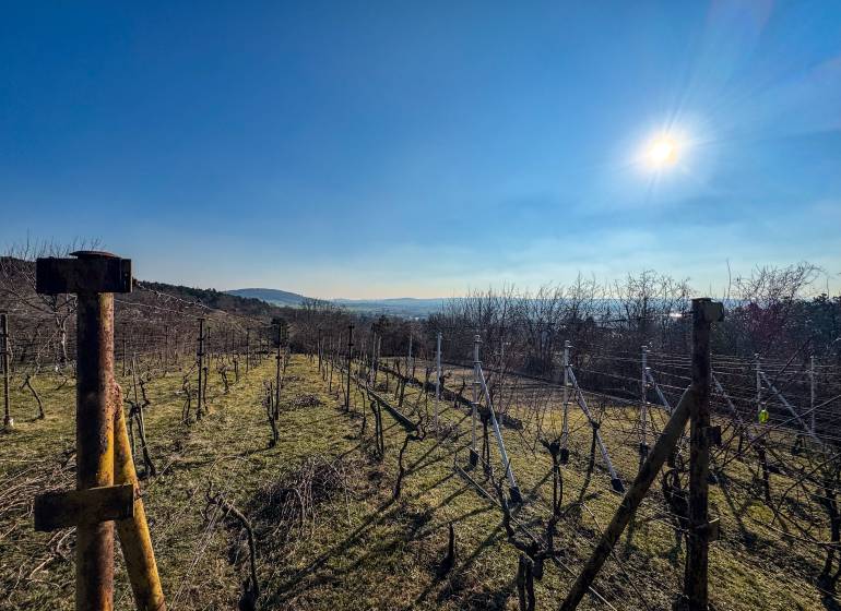 Weinberge in Nitra in der Ambrova-Straße, ein sonniger Tag mit klarem Himmel und Blick auf die Hügel.