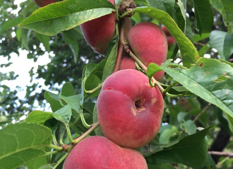 Ein Baum in den Gärten von Nitra mit reifen Plattpfirsichen an den Zweigen.