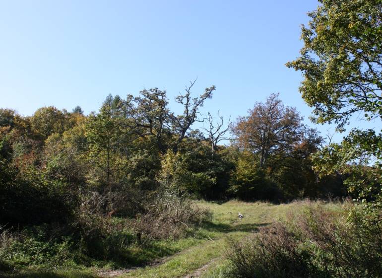 Ein Waldweg auf landwirtschaftlichen und forstwirtschaftlichen Flächen in Zlatníky, umgeben von Bäumen und Gras.
