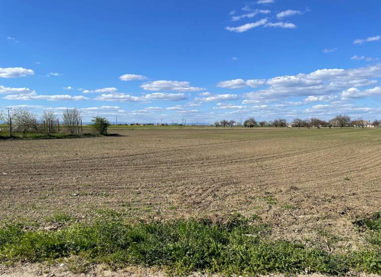 Ein weites Feld in der Košútska-Straße in Košúty unter blauem Himmel mit Bäumen am Horizont.