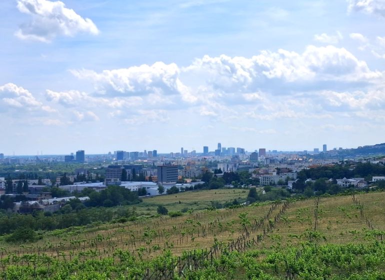 Weinberge in der Vtáčikova cesta in Bratislava - Rača mit Panoramablick auf die Stadt.