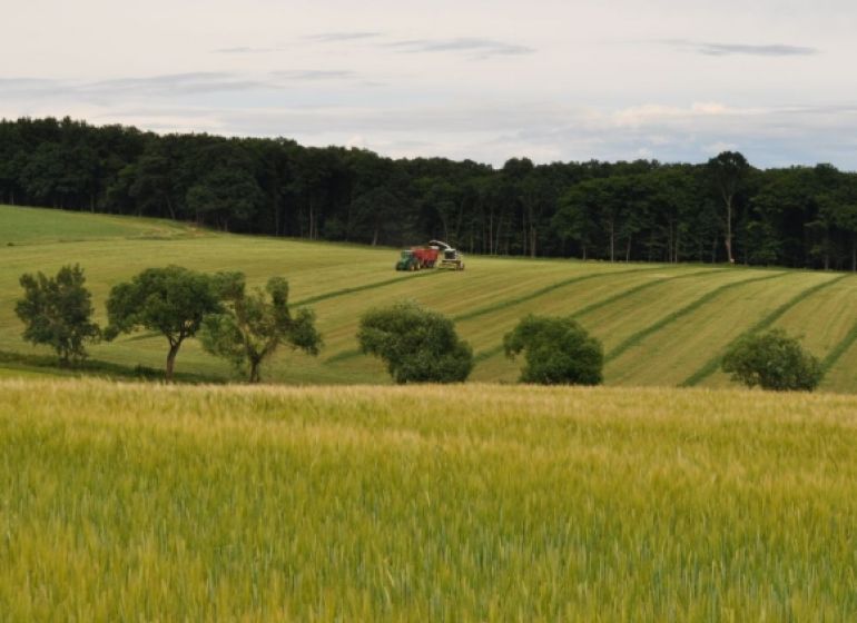 Landwirtschaftliche und forstwirtschaftliche Flächen in Bukovec mit Bäumen, einem Mähdrescher und einem Getreidefeld.