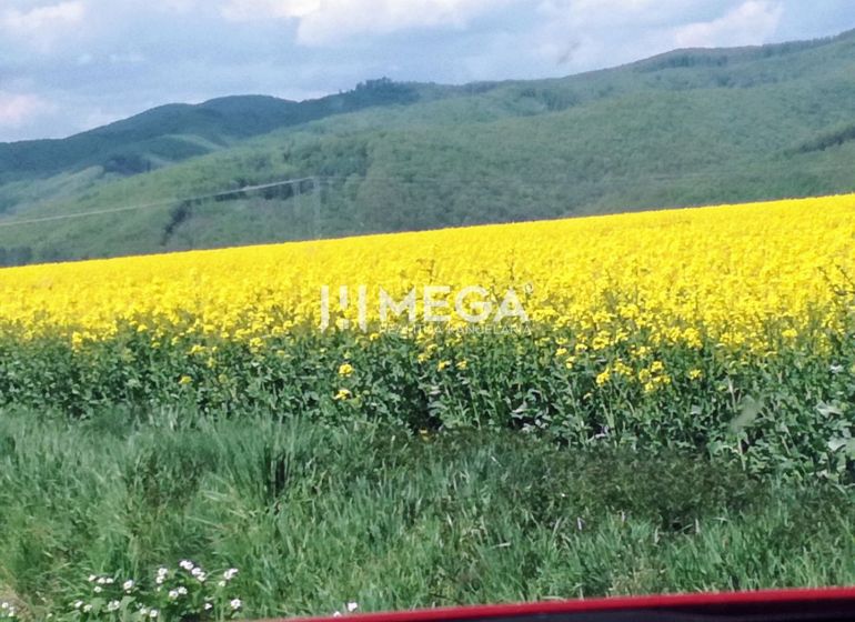 Blühendes Feld auf landwirtschaftlichen und forstwirtschaftlichen Flächen in Kamenica nad Cirochou mit hügeligem Horizont.