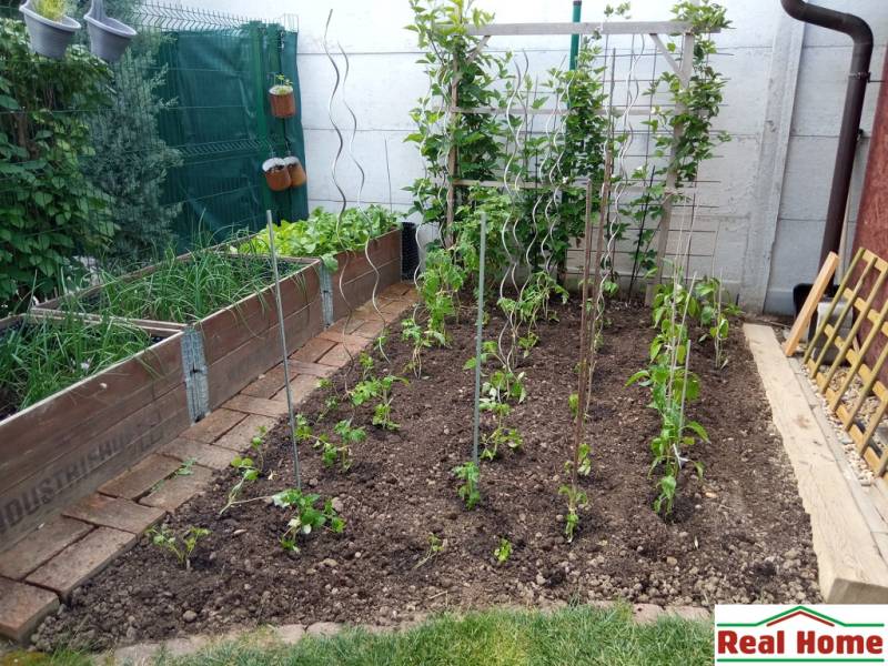Ein Gartenbeet bei einem Einfamilienhaus mit angebautem Gemüse und Kletterpflanzen.
