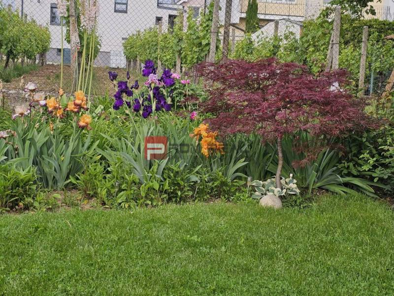 Ein Blumengarten mit Iris und einem Baum im Garten eines Einfamilienhauses in der Slnečná-Straße in Pezinok.