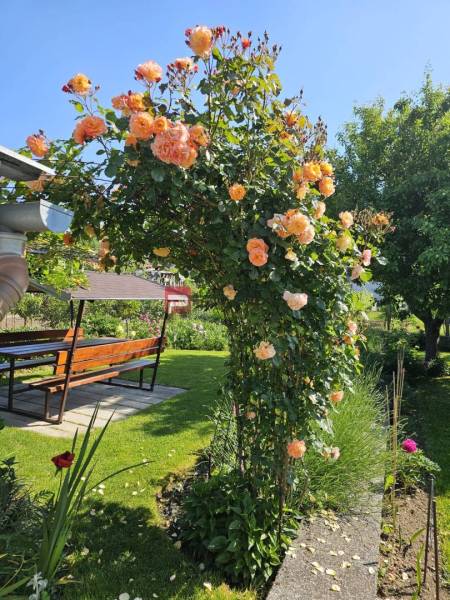 Ein blühender rosa Pavillon mit Sitzgelegenheiten im Garten eines Einfamilienhauses in der Sonnenstraße in Pezinok.