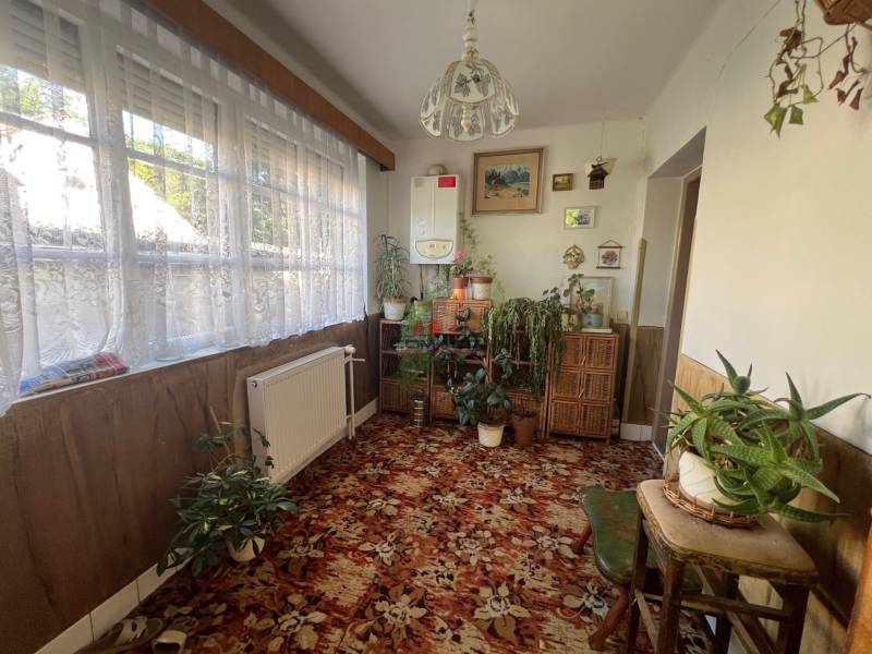 Ein Zimmer in einem Einfamilienhaus mit vielen Pflanzen, einem Teppich und einem großen Fenster mit Spitzenvorhang.