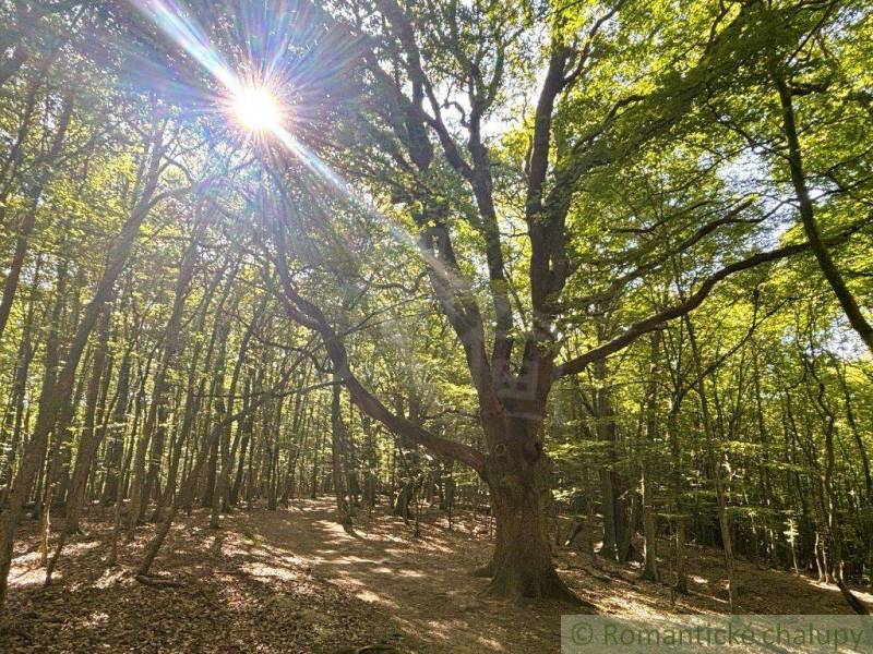 Ein beeindruckender alter Baum im Sonnenlicht in den Gärten von Malacky, umgeben von Wald.
