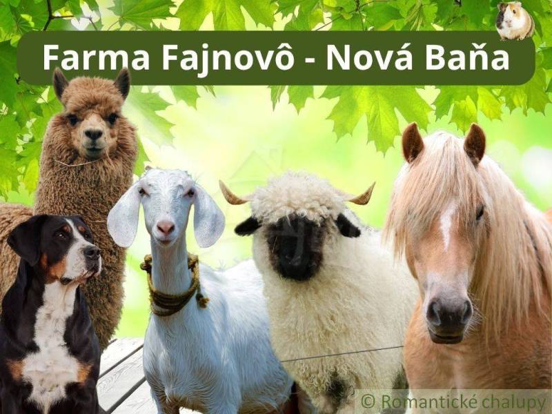 Auf dem Bauernhof Fajnovo in Nová Baňa gibt es ein Alpaka, einen Hund, eine Ziege, ein Schaf und ein Pferd.