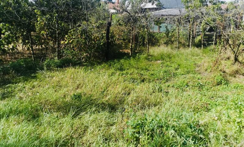 Garten beim Einfamilienhaus in Sobrance mit Gras und Bäumen.