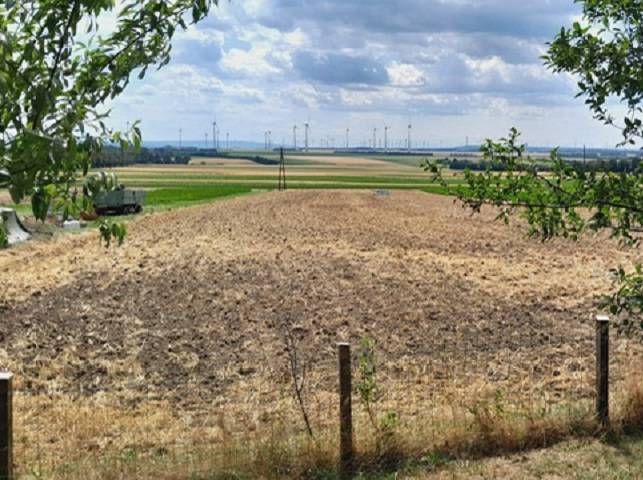 Blick von Hundsheim: ein Feld, umgeben von Bäumen und Windkraftanlagen in der Ferne.