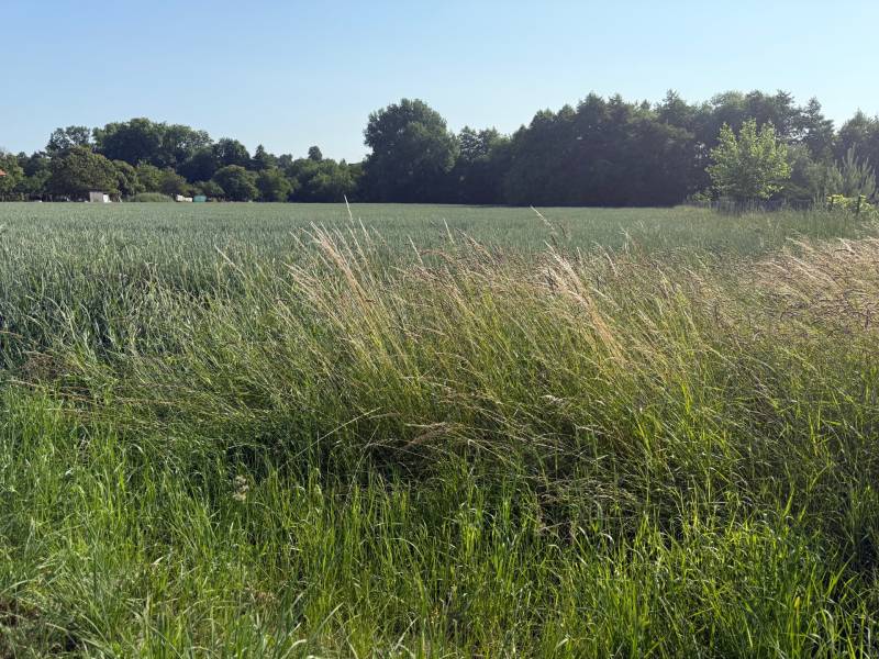 Das Land in Bojná mit Grünflächen und Bäumen, geeignet für Baugrundstücke - Wohnen.