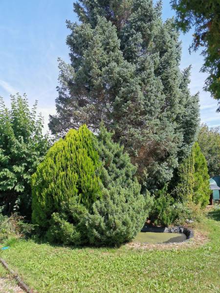 Ein schöner Garten mit grünen Sträuchern und Bäumen bei einem Einfamilienhaus in Topoľčianky.