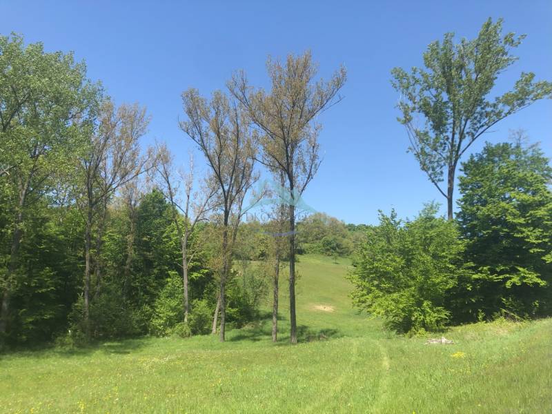 Schöne Landschaft mit Wiese und Erholungsgrundstücken, umgeben von grünen Bäumen unter blauem Himmel.