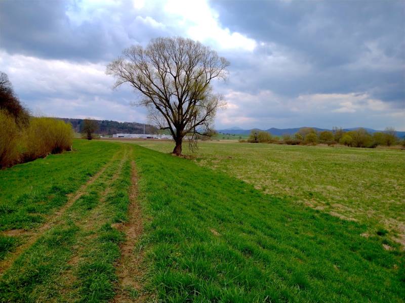 Landschaft in Topoľovka, landwirtschaftliche und forstwirtschaftliche Flächen mit einem Baum unter bewölktem Himmel.