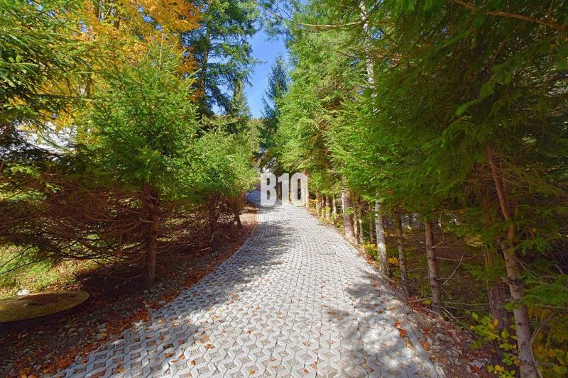Ein Waldweg, der zur Hütte in Terchová führt, gesäumt von dichten Nadelbäumen.