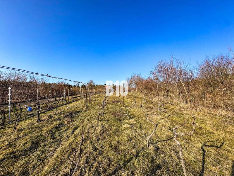 Weinberge in den Gärten in Nitra mit klarem blauem Himmel, Reihen von Weinreben.