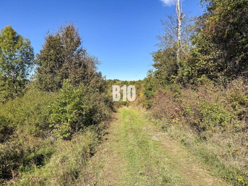 Eine Hütte in Lackov, umgeben von Natur und einem grünen Weg, der zum Wald führt.