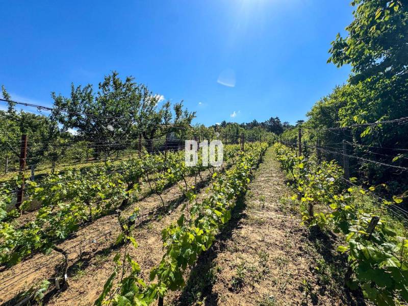 Weinberge in Nitra mit klarem blauem Himmel und grünen Reben.